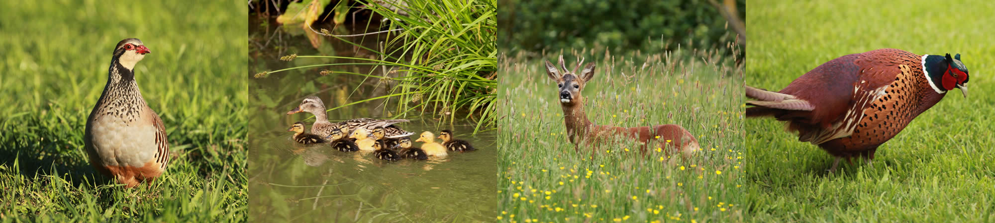 Dunnetts Farm, Huntingfield, Halesworth