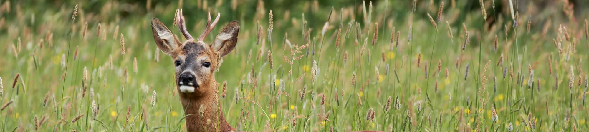 Dunnetts Farm, Huntingfield, Halesworth