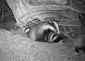 Wildlife at Dunnetts Farm Barn