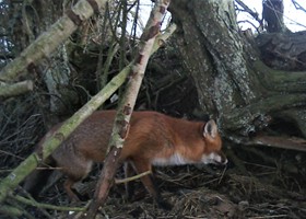 Wildlife at Dunnetts Farm Barn