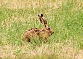 Wildlife at Dunnetts Farm Barn