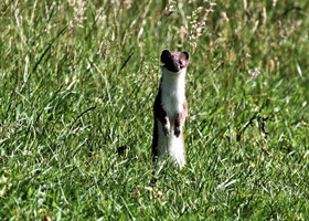 Wildlife at Dunnetts Farm Barn