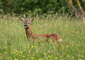 Wildlife at Dunnetts Farm Barn