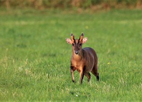 Wildlife at Dunnetts Farm Barn