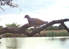 Wildlife at Dunnetts Farm Barn
