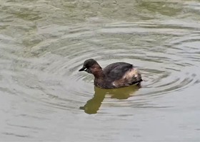 Wildlife at Dunnetts Farm Barn